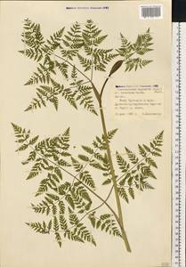Conioselinum tataricum Hoffm., Eastern Europe, Latvia (E2b) (Latvia)