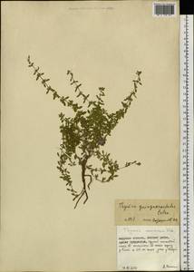 Thymus quinquecostatus Čelak., Siberia, Russian Far East (S6) (Russia)