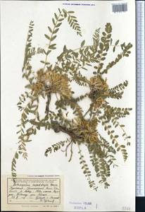 Astragalus kopetdaghi A. Boriss., Middle Asia, Kopet Dag, Badkhyz, Small & Great Balkhan (M1) (Turkmenistan)