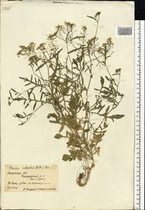Rorippa sylvestris (L.) Besser, Eastern Europe, Moscow region (E4a) (Russia)