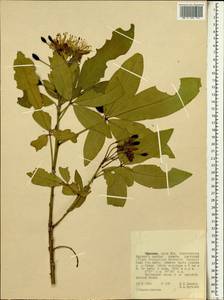 Capparaceae, Africa (AFR) (Ethiopia)