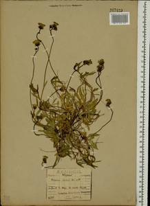 Pilosella lactucella subsp. lactucella, Eastern Europe, North-Western region (E2) (Russia)