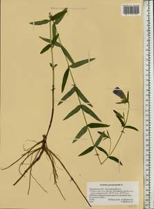 Gentiana pneumonanthe L., Eastern Europe, Central forest-and-steppe region (E6) (Russia)