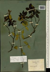 Euonymus verrucosus Scop., South Asia, South Asia (Asia outside ex-Soviet states and Mongolia) (ASIA) (China)