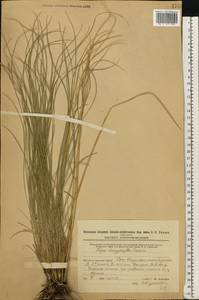 Stipa dasyphylla (Lindem.) Czern. ex Trautv., Eastern Europe, Eastern region (E10) (Russia)