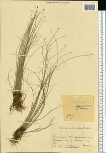 Trichophorum pumilum (Vahl) Schinz & Thell., Eastern Europe, Eastern region (E10) (Russia)