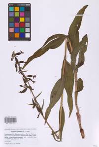 Epipactis palustris (L.) Crantz, Eastern Europe, Moscow region (E4a) (Russia)