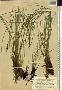 Carex nigra subsp. juncea (Fr.) Soó, Siberia, Yakutia (S5) (Russia)