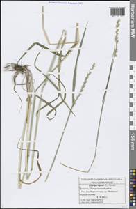 Elymus repens (L.) Gould, Eastern Europe, Middle Volga region (E8) (Russia)