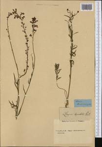 Linaria incarnata (Vent.) Spreng., Botanic gardens and arboreta (GARD)