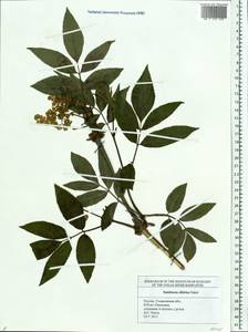 Sambucus sibirica Nakai, Eastern Europe, Middle Volga region (E8) (Russia)