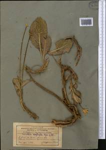 Klasea aphyllopoda (Iljin) Holub, Middle Asia, Western Tian Shan & Karatau (M3) (Kyrgyzstan)
