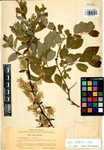 Salix bebbiana Sarg., Siberia, Baikal & Transbaikal region (S4) (Russia)