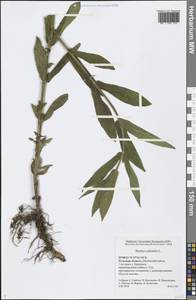 Stachys palustris L., Eastern Europe, Central region (E4) (Russia)