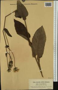 Crepis sibirica L., Western Europe (EUR) (Hungary)