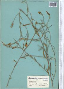 Convolvulus pseudocantabrica, Middle Asia, Pamir & Pamiro-Alai (M2) (Tajikistan)
