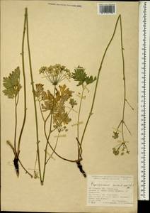 Physospermum cornubiense (L.) DC., South Asia, South Asia (Asia outside ex-Soviet states and Mongolia) (ASIA) (Turkey)