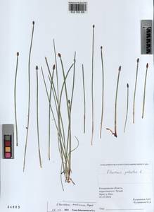 KUZ 002 206, Eleocharis mamillata subsp. austriaca (Hayek) Strandh., Siberia, Altai & Sayany Mountains (S2) (Russia)