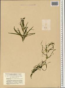 Potamogeton acutifolius Link, Caucasus, Georgia (K4) (Georgia)