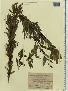 Salix purpurea, Eastern Europe, Central forest-and-steppe region (E6) (Russia)