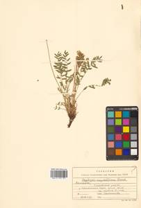 Oxytropis maydelliana Trautv., Siberia, Chukotka & Kamchatka (S7) (Russia)