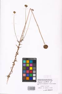 Jasione montana L., Eastern Europe, Western region (E3) (Russia)