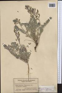 Astragalus turczaninovii Kar. & Kir., Middle Asia, Syr-Darian deserts & Kyzylkum (M7) (Kazakhstan)