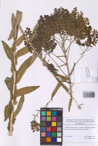 Isatis tinctoria L., Eastern Europe, Moscow region (E4a) (Russia)