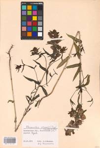 MHA 0 162 082, Rhinanthus serotinus var. vernalis (N. W. Zinger) Janch., Eastern Europe, North-Western region (E2) (Russia)