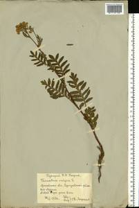 Leucanthemum vulgare Lam., Eastern Europe, Moscow region (E4a) (Russia)