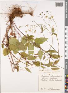 Lapsana communis subsp. intermedia (M.Bieb.) Hayek, Caucasus, Georgia (K4) (Georgia)