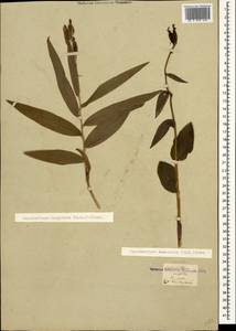 Cephalanthera longifolia (L.) Fritsch, Caucasus, Georgia (K4) (Georgia)