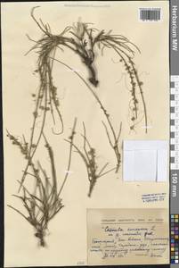 Cuscuta europaea L., Western Europe (EUR) (Bulgaria)