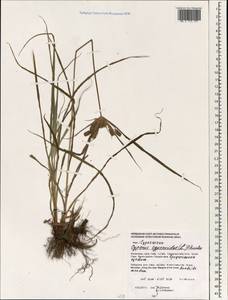 Cyperus cyperoides (L.) Kuntze, South Asia, South Asia (Asia outside ex-Soviet states and Mongolia) (ASIA) (Philippines)
