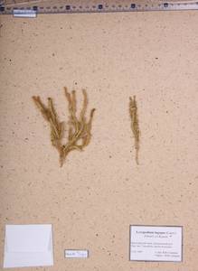 Lycopodium lagopus (Laest. ex C.Hartm.) Zinserl. ex Kuzen., Siberia, Altai & Sayany Mountains (S2) (Russia)