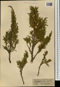 Juniperus pseudosabina Fisch. & C.A.Mey., Mongolia (MONG) (Mongolia)