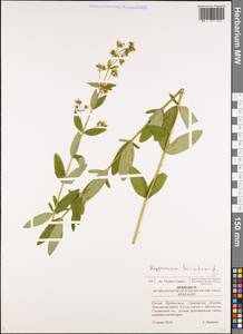 Hypericum hirsutum L., Eastern Europe, Middle Volga region (E8) (Russia)