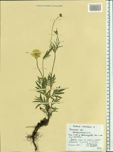 Scabiosa ochroleuca L., Eastern Europe, Central region (E4) (Russia)