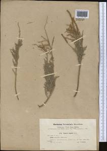 Tamarix hispida Willd., Middle Asia, Western Tian Shan & Karatau (M3) (Uzbekistan)