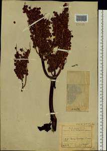 Rheum rhaponticum L., Siberia, Baikal & Transbaikal region (S4) (Russia)