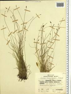 Carex capillacea var. sachalinensis (F.Schmidt) Ohwi, Siberia, Russian Far East (S6) (Russia)