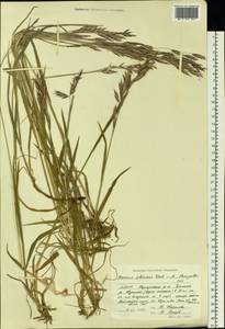 Bromus pumpellianus Scribn., Siberia, Yakutia (S5) (Russia)