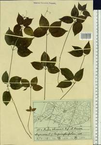 Rubia chinensis Regel & Maack, Siberia, Russian Far East (S6) (Russia)