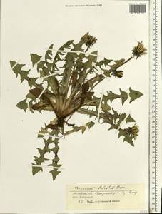 Taraxacum falcatum Brenner, Eastern Europe, Moscow region (E4a) (Russia)