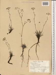 Pimpinella tragium Vill., Eastern Europe, South Ukrainian region (E12) (Ukraine)