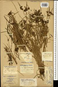 Cyperus fuscus L., Caucasus, Krasnodar Krai & Adygea (K1a) (Russia)