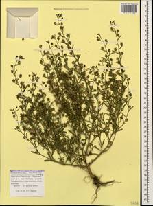 Chaenorhinum minus (L.) Lange, Caucasus, Stavropol Krai, Karachay-Cherkessia & Kabardino-Balkaria (K1b) (Russia)
