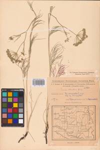 Seseli strictum Ledeb., Eastern Europe, Eastern region (E10) (Russia)