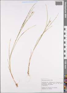 Rhynchospora alba (L.) Vahl, Eastern Europe, Central forest-and-steppe region (E6) (Russia)