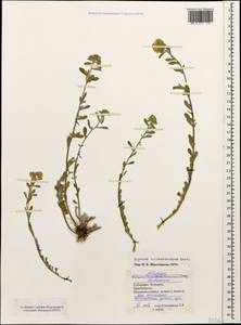 Alyssum trichostachyum Rupr., Caucasus, Stavropol Krai, Karachay-Cherkessia & Kabardino-Balkaria (K1b) (Russia)